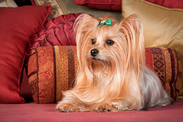 istock Pampered Yorkie with Long Flowing Hair 183238714
