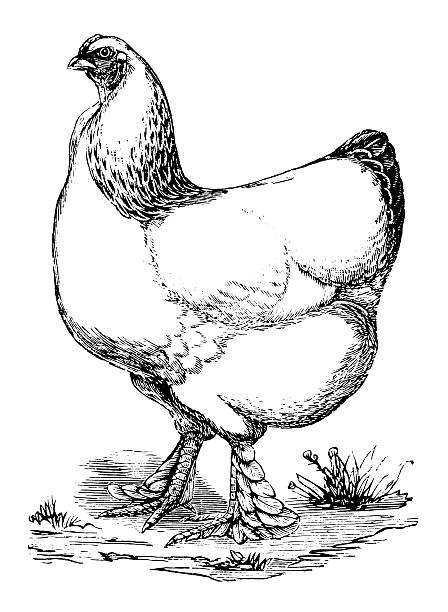 ilustrações, clipart, desenhos animados e ícones de pássaro antigo galinha/ilustrações - engraving eggs engraved image old fashioned