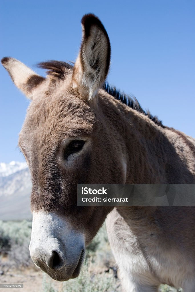 Burro salvaje - Foto de stock de Animal libre de derechos
