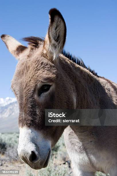 Wild Burro - zdjęcia stockowe i więcej obrazów Dzikie zwierzęta - Dzikie zwierzęta, Fajny, Fotografika