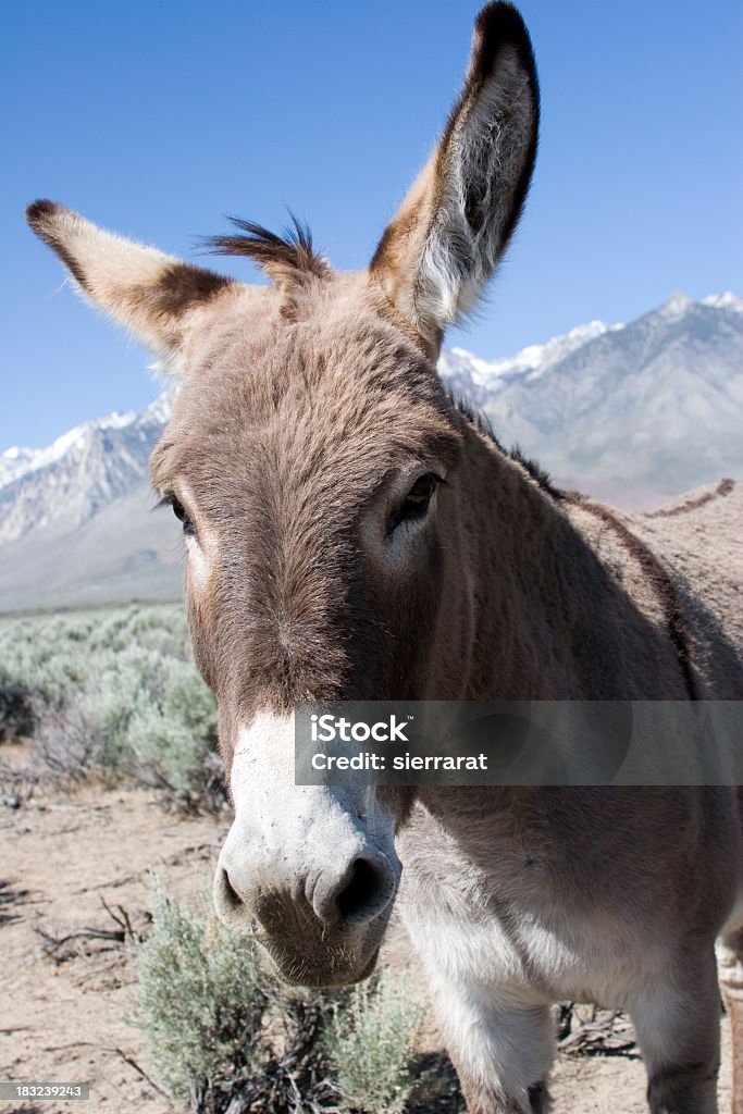 Wild Burro - Lizenzfrei Flauschig Stock-Foto