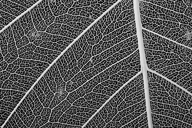 istock Part Of Transparent Leaf Texture On Black 183239288