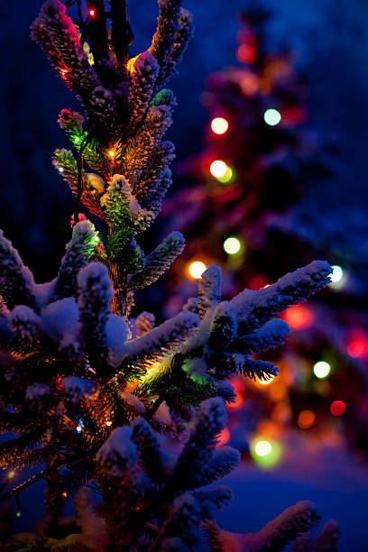 Primo piano di albero di Natale di notte - foto stock