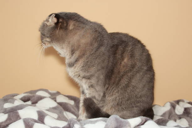 istock Cat yawning with soft gray fur 1832394134