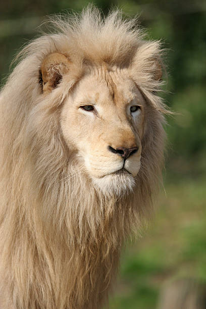 istock King of the Jungle 183239486