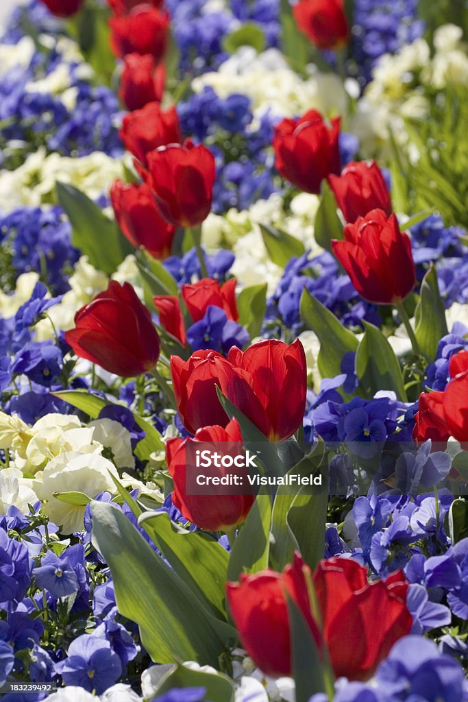 Couleurs du printemps - Photo de Blanc libre de droits