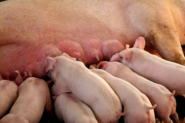 Hungry Piglets stock photo