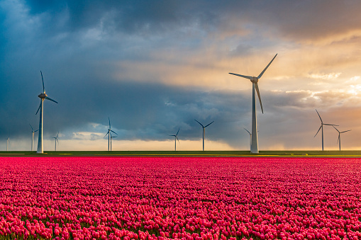 Red tulips in a field with wind turbines producing clean energy in the background