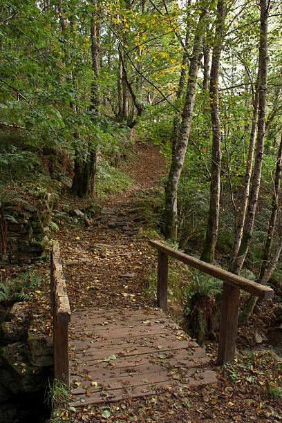 Camino a través de un bosque de otoño - foto de stock