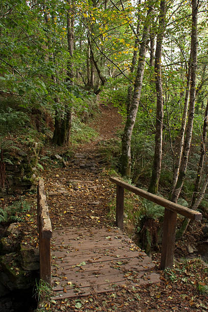 Path through Autumn Forest stock photo