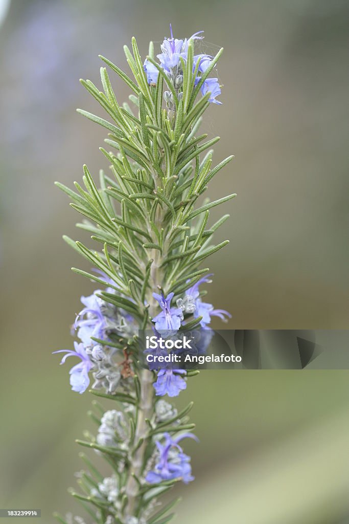 De romarin et de fleurs - Photo de Aliment libre de droits