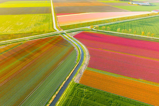 istock Tulips growing in agricutlural fields during springtime seen from above 1832399258