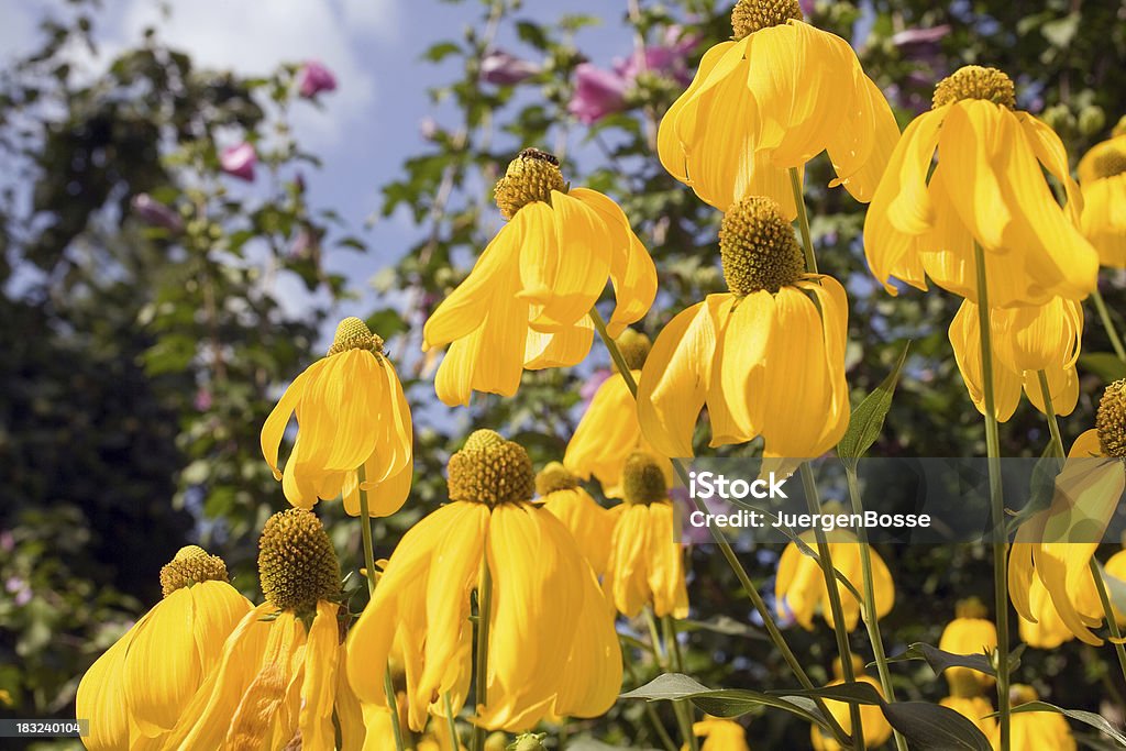 Gelbe Sonnenhut Nahaufnahme - Lizenzfrei Baumblüte Stock-Foto