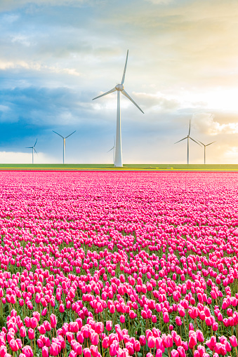 Tulips growing in a field during a beautiful springtime sunset in the Noordoostpolder in Flevoland, The Netherlands. A row of wind turbines is producing sustainable electricity in the background.