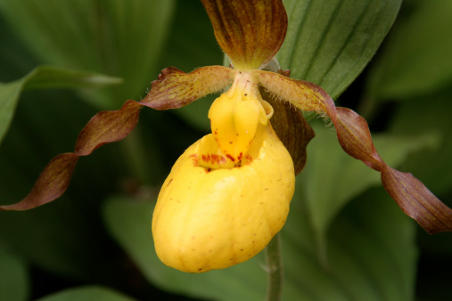 Subject: Yellow Ladies Slipper, a wild orchid in the upper midwest of the United States.