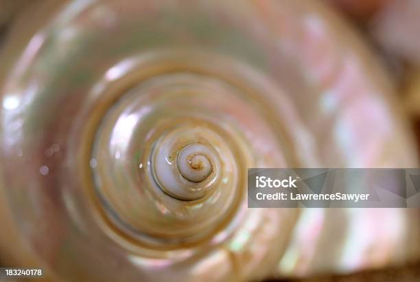 Weinbergschnecketyp Seashell Closeup Stockfoto und mehr Bilder von Perlboot - Perlboot, Strand, Biologie