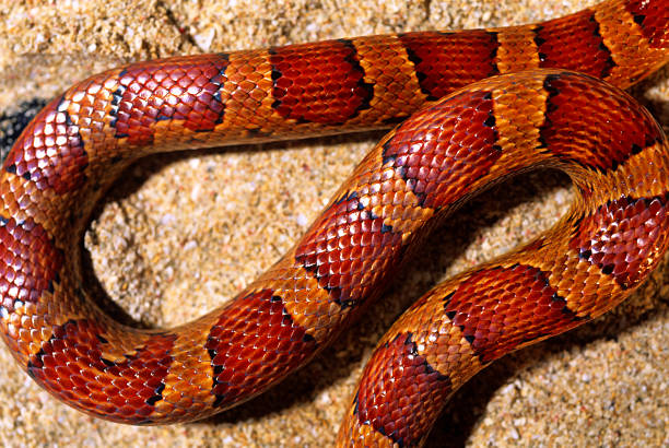 маисовый полоз тела - snake corn snake snakeskin long стоковые фото и изображения