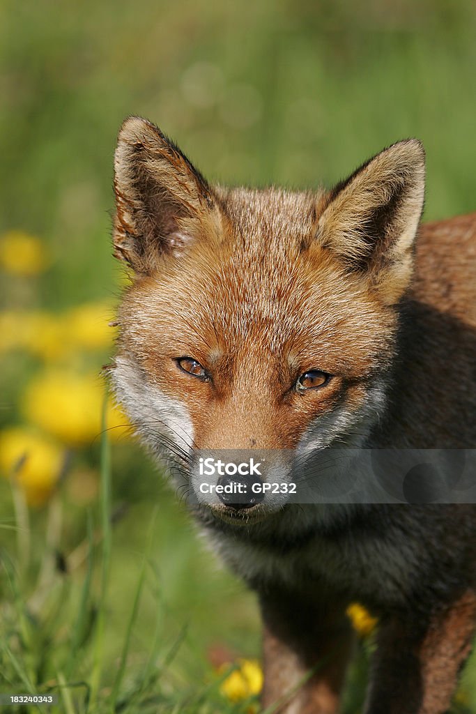 Ritratto di Volpe rossa - Foto stock royalty-free di Animale