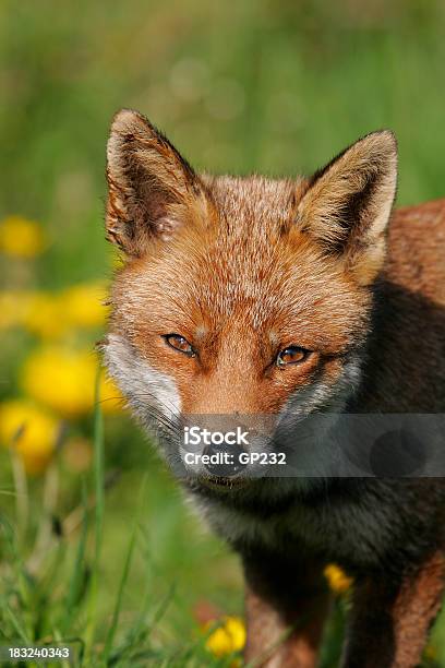 Ritratto Di Volpe Rossa - Fotografie stock e altre immagini di Animale - Animale, Argentato, Bellezza