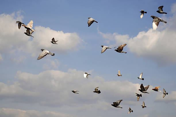 istock flock of pigeons 183240383