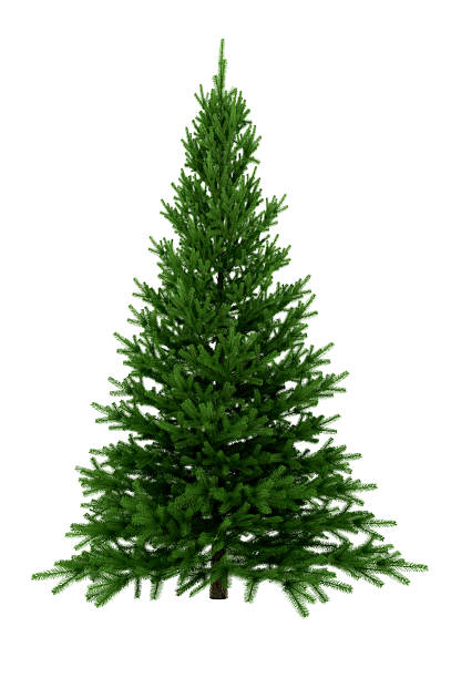 Christmas Tree Isolated on White Background (XXXL) stock photo