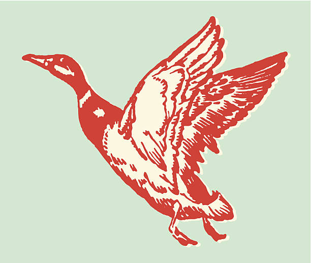 Illustration of a red duck in flight Duck In Flight duck bird illustrations stock illustrations