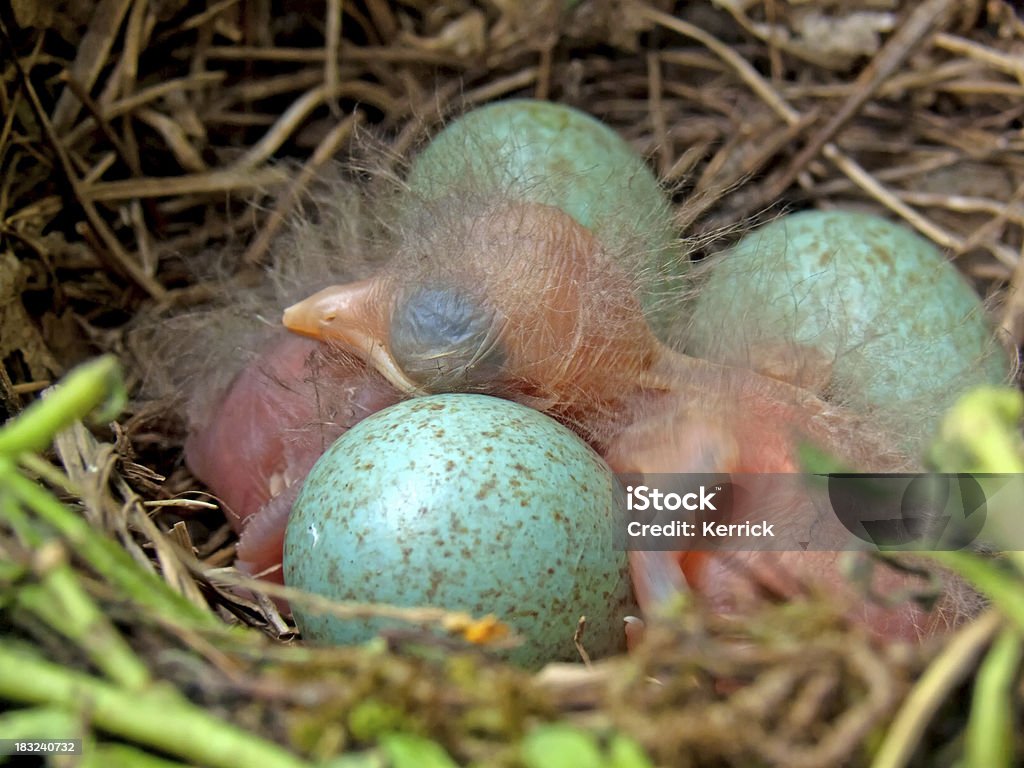 Detail der blackbird Babys und Eier - Lizenzfrei Amsel Stock-Foto