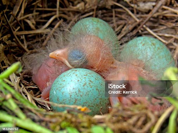 Detail Der Blackbird Babys Und Eier Stockfoto und mehr Bilder von Amsel - Amsel, April, Ausbrüten