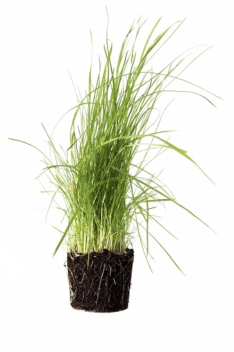Grass and root system in dirt