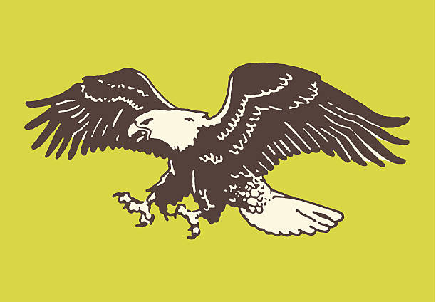 illustrations, cliparts, dessins animés et icônes de bald eagle sur le terrain - aigle