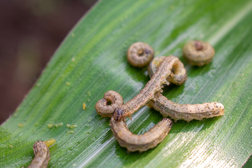 In the maize field, the armyworm attack the maize leaves, causing damage to the maize leaves, causing major losses to the maize itself. Maize is damaged by the fall armyworm Spodoptera frugiparda