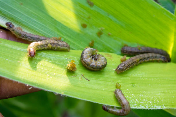 istock In the maize field, the armyworm attack the maize leaves, causing damage to the maize leaves, causing major losses to the maize itself. Maize is damaged by the fall armyworm Spodoptera frugiparda 1832412023