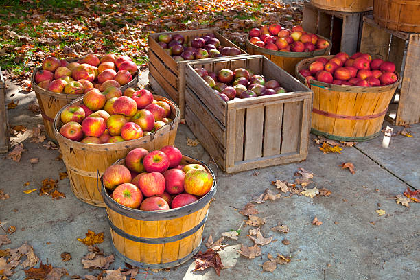 colheita de outono; bushel cestas de maçãs frescas - abundance apple red yellow - fotografias e filmes do acervo