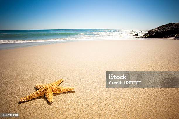 Foto de Star Fish Praia e mais fotos de stock de Califórnia - Califórnia, Praia, Estrela-do-mar