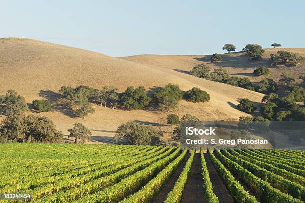 Paisagem De Vinha - Fotografias de stock e mais imagens de Agricultura - Agricultura, Ao Ar Livre, Califórnia