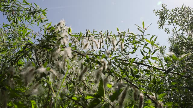 willow during flowering with a lot of white fluff with black seeds