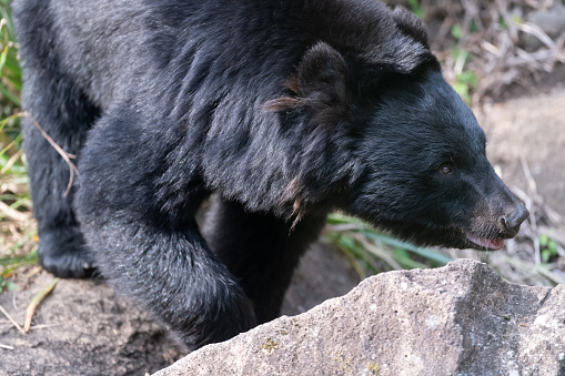 Large black bear walking through the tall grass.