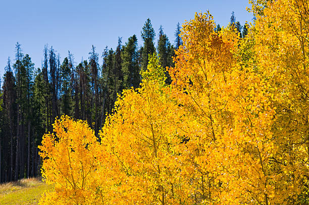 istock Aspen Trees in Vail Colorado USA 183241639
