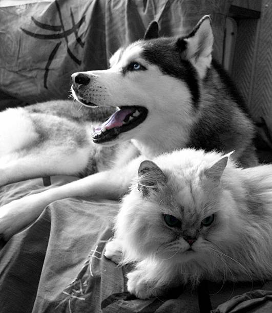 istock cozy cat and dog 1 183241786