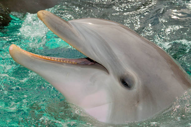 A Bottlenose dolphin with its mouth opened out of the water stock photo