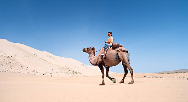 istock Mongolian girl riding on the camel 183242017