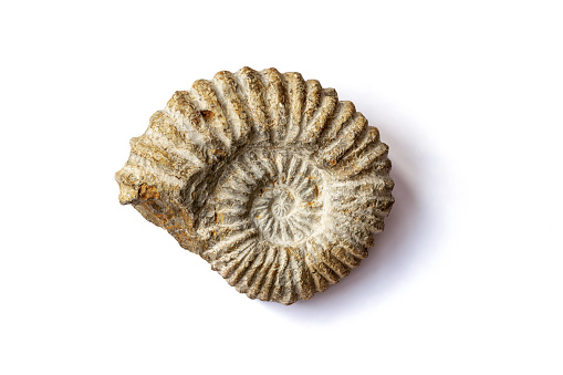 An ammonite, a marine fossil, isolated on white background