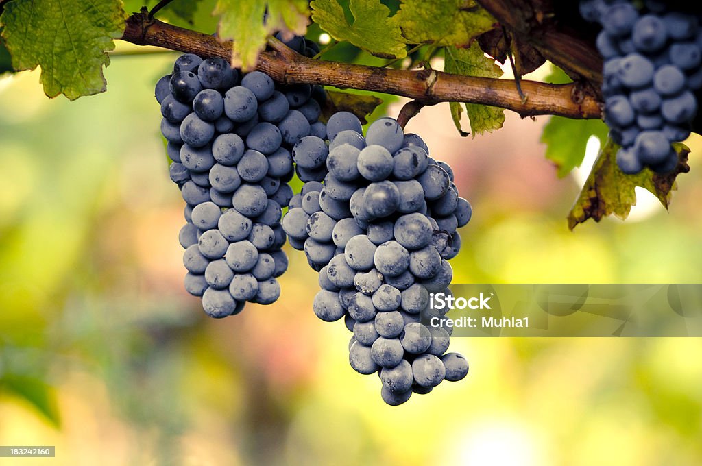 Vineyard Bunch of grapes on vineyard. Agricultural Field Stock Photo