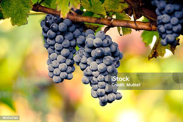 Vineyard Stock Photo - Download Image Now - Agricultural Field, Agriculture, Autumn