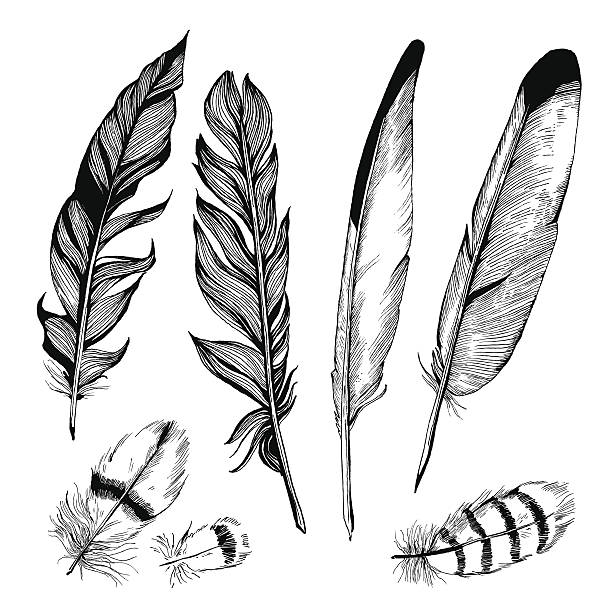 feather set Vector Detailed Hand-Drawn Illustrations of Feathers in Black&White style. Each of the Feathers is isolated object (eps 8). easy black and white drawing stock illustrations