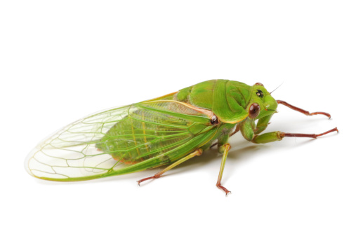 The Green Grocer Cicada is the world's loudest insect. Cyclochila australasiae. On white background.