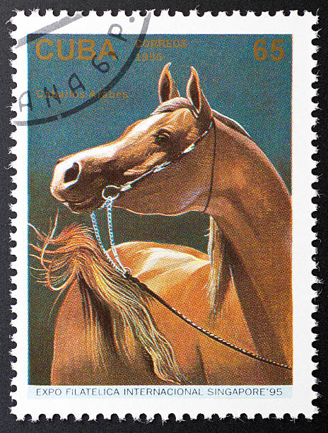istock motive stamp Cuba - arabian horse 183242245