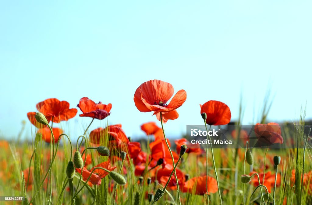 Vida nueva - Foto de stock de Amapola - Planta libre de derechos