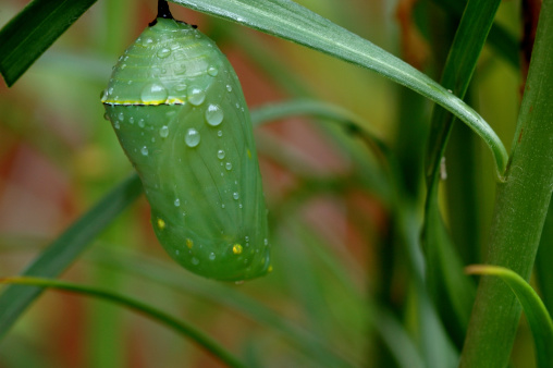 A close-up macro of a recently formed Monarch butterfly chrysalis. Shallow depth-of-field.