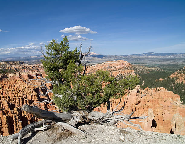 istock Bryce Canyon National Park with Pine 183242365